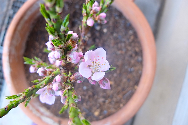 nektarinenblüte_2018.JPG